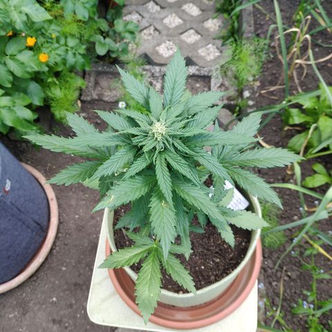 Quick One Royal Queen Seeds growlog timeline photo