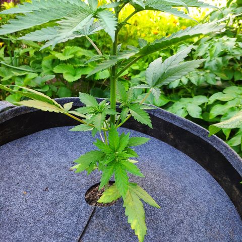Purple Cookie Kush Sensi Seeds  growlog timeline photo