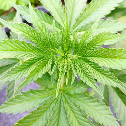 Purple Cookie Kush Sensi Seeds  growlog timeline photo
