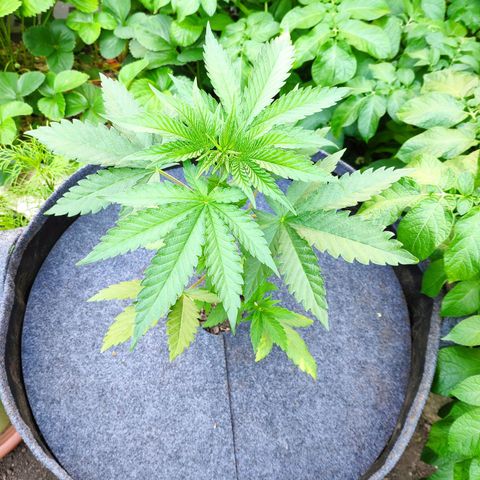 Purple Cookie Kush Sensi Seeds  growlog timeline photo