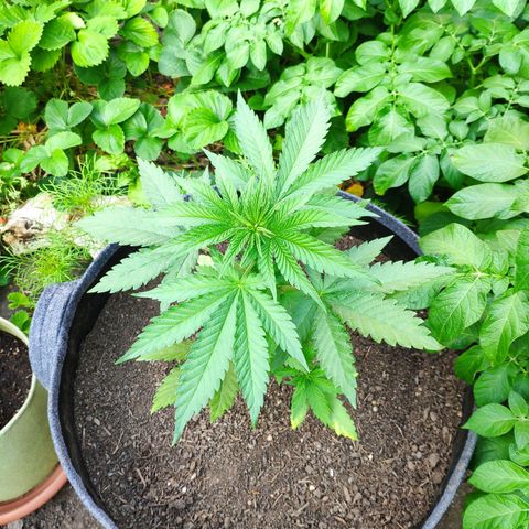 Purple Cookie Kush Sensi Seeds  growlog timeline photo