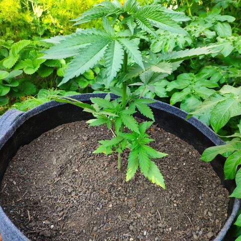 Purple Cookie Kush Sensi Seeds  growlog timeline photo