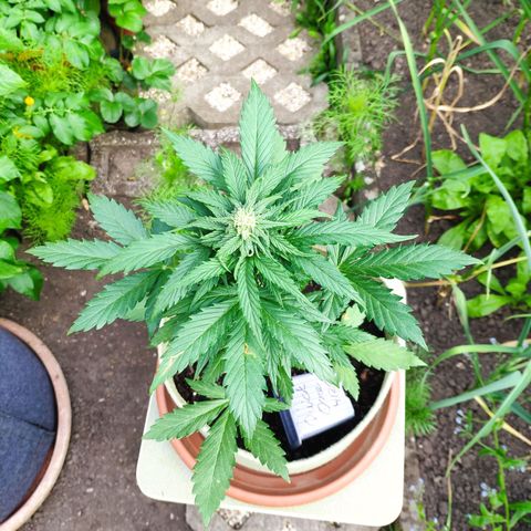 Quick One Royal Queen Seeds growlog timeline photo