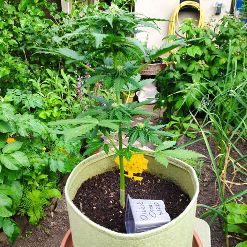 Quick One Royal Queen Seeds growlog timeline photo