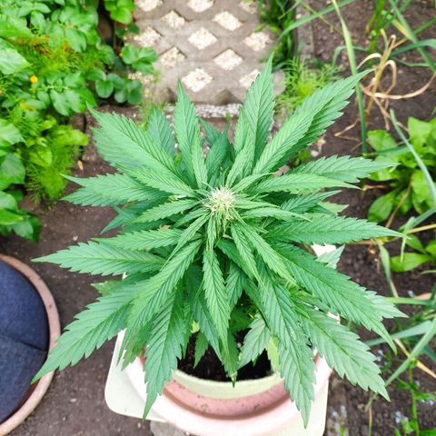 Auto Blueberry Dutch Passion  growlog timeline photo