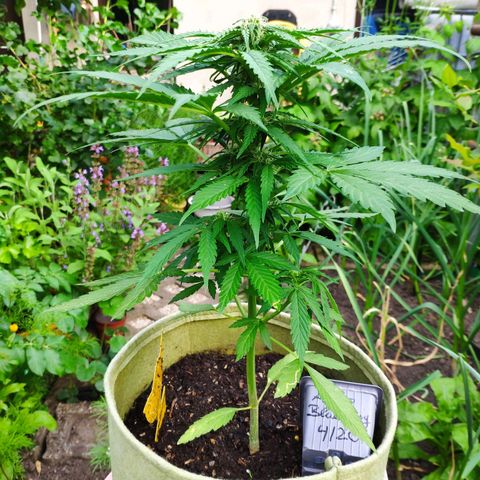 Auto Blueberry Dutch Passion  growlog timeline photo