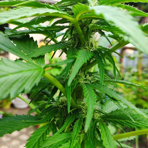 Auto Blueberry Dutch Passion  growlog timeline photo