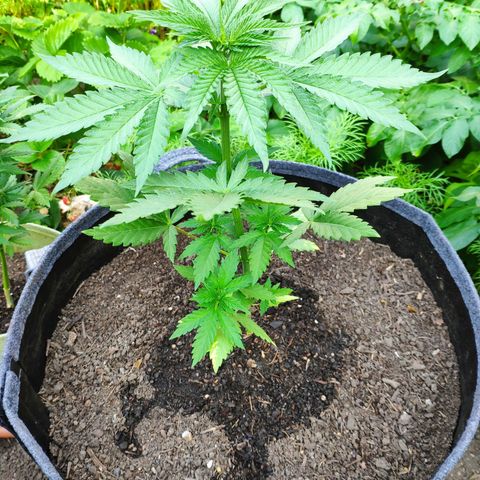 Purple Cookie Kush Sensi Seeds  growlog timeline photo