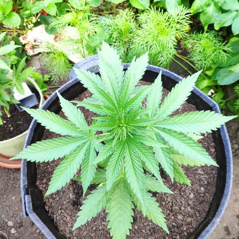 Purple Cookie Kush Sensi Seeds  growlog timeline photo