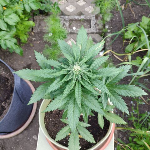 Quick One Royal Queen Seeds growlog timeline photo
