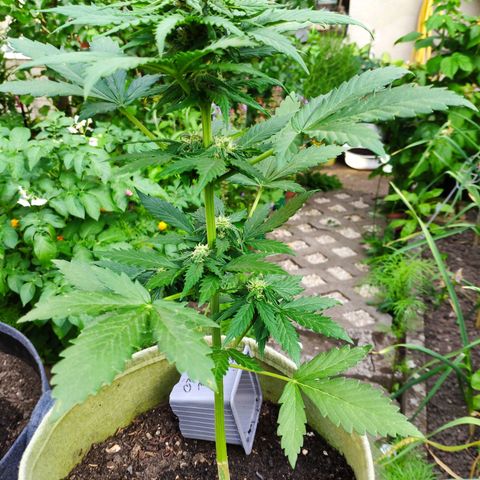 Quick One Royal Queen Seeds growlog timeline photo