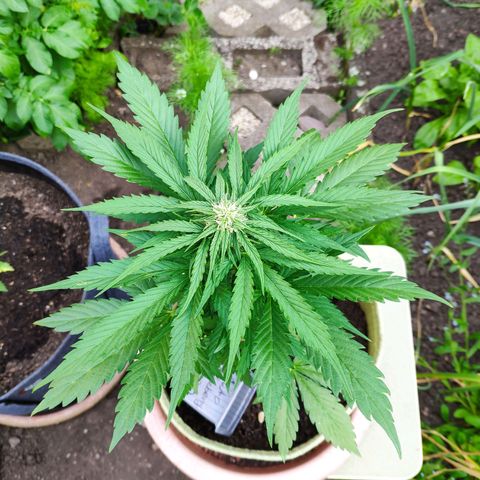 Auto Blueberry Dutch Passion  growlog timeline photo