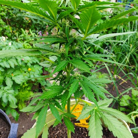 Auto Blueberry Dutch Passion  growlog timeline photo