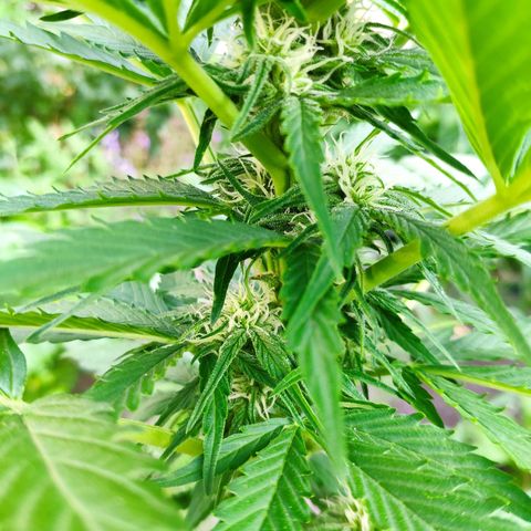 Auto Blueberry Dutch Passion  growlog timeline photo