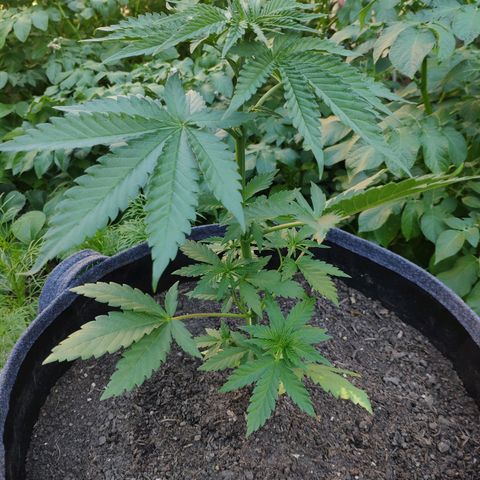Purple Cookie Kush Sensi Seeds  growlog timeline photo