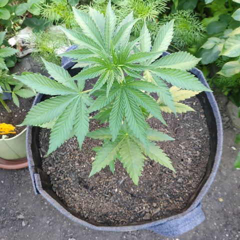 Purple Cookie Kush Sensi Seeds  growlog timeline photo