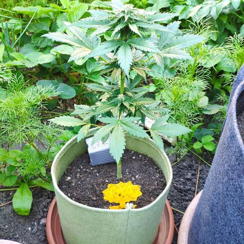 Quick One Royal Queen Seeds growlog timeline photo