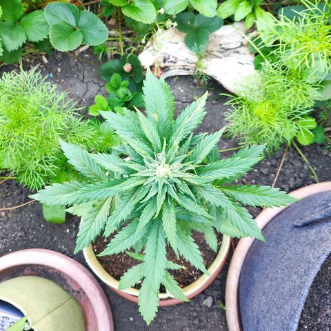 Quick One Royal Queen Seeds growlog timeline photo