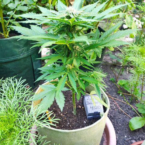 Auto Blueberry Dutch Passion  growlog timeline photo