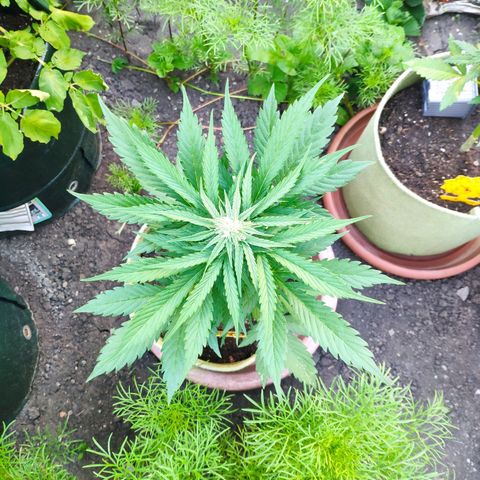 Auto Blueberry Dutch Passion  growlog timeline photo
