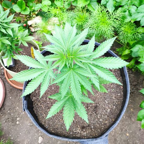 Purple Cookie Kush Sensi Seeds  growlog timeline photo