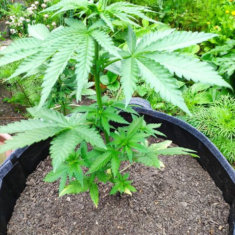 Purple Cookie Kush Sensi Seeds  growlog timeline photo