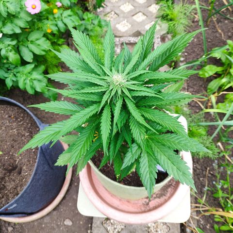 Auto Blueberry Dutch Passion  growlog timeline photo