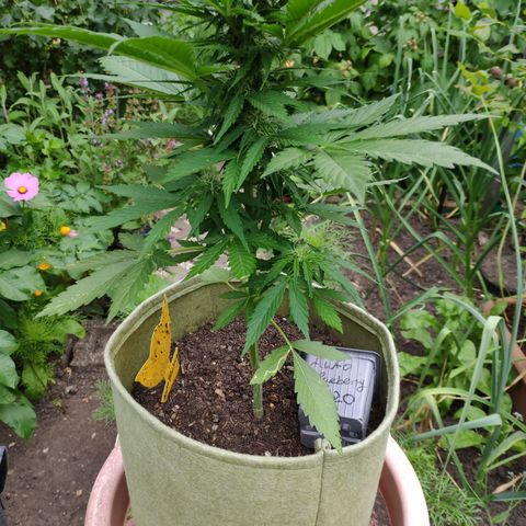 Auto Blueberry Dutch Passion  growlog timeline photo