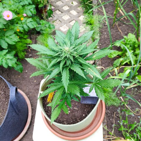 Quick One Royal Queen Seeds growlog timeline photo