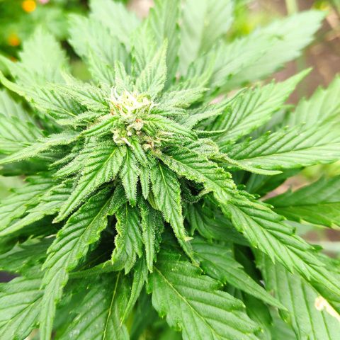 Quick One Royal Queen Seeds growlog timeline photo