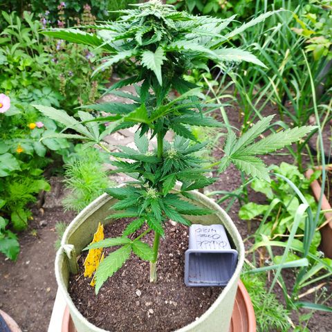 Quick One Royal Queen Seeds growlog timeline photo