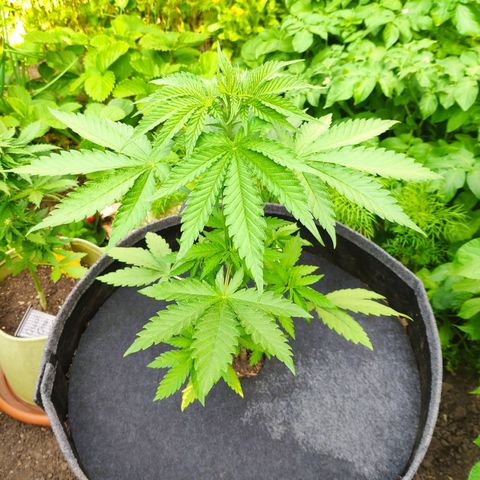 Purple Cookie Kush Sensi Seeds  growlog timeline photo