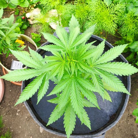 Purple Cookie Kush Sensi Seeds  growlog timeline photo