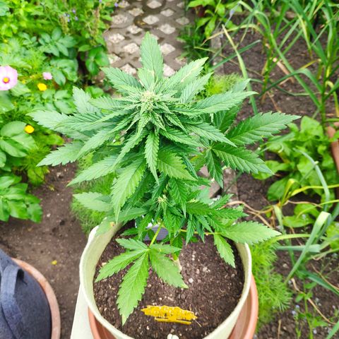 Quick One Royal Queen Seeds growlog timeline photo