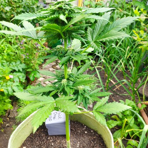Quick One Royal Queen Seeds growlog timeline photo