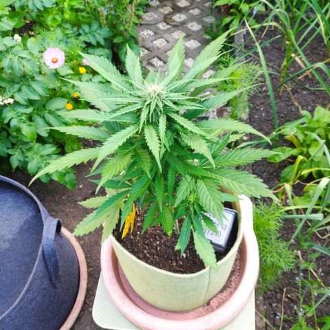 Auto Blueberry Dutch Passion  growlog timeline photo