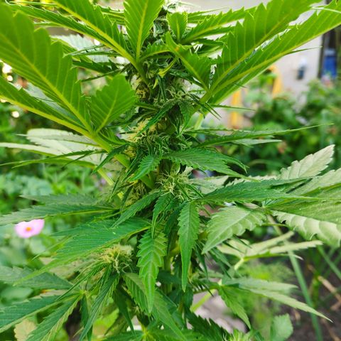 Auto Blueberry Dutch Passion  growlog timeline photo