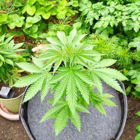 Purple Cookie Kush Sensi Seeds  growlog timeline photo