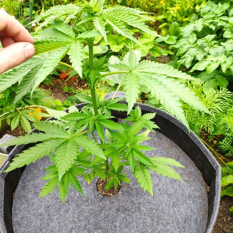 Purple Cookie Kush Sensi Seeds  growlog timeline photo