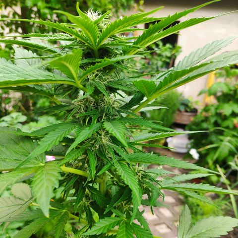 Auto Blueberry Dutch Passion  growlog timeline photo