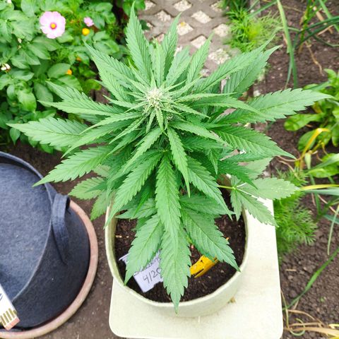 Auto Blueberry Dutch Passion  growlog timeline photo