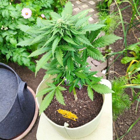 Quick One Royal Queen Seeds growlog timeline photo
