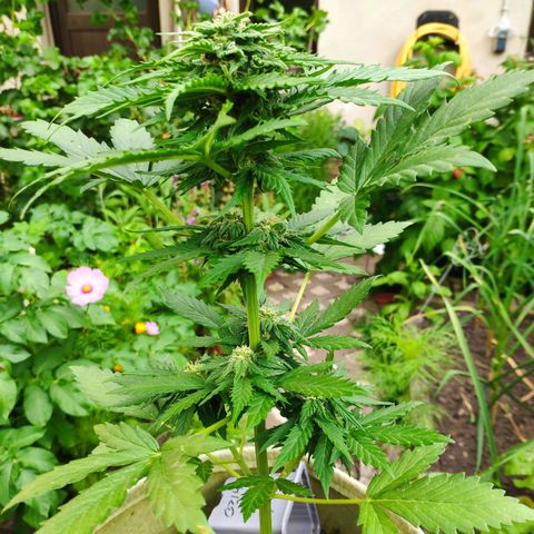 Quick One Royal Queen Seeds growlog timeline photo