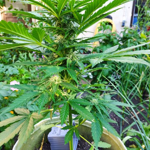 Auto Blueberry Dutch Passion  growlog timeline photo