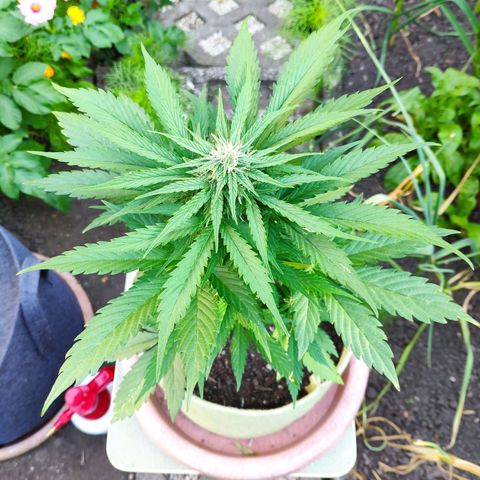 Auto Blueberry Dutch Passion  growlog timeline photo