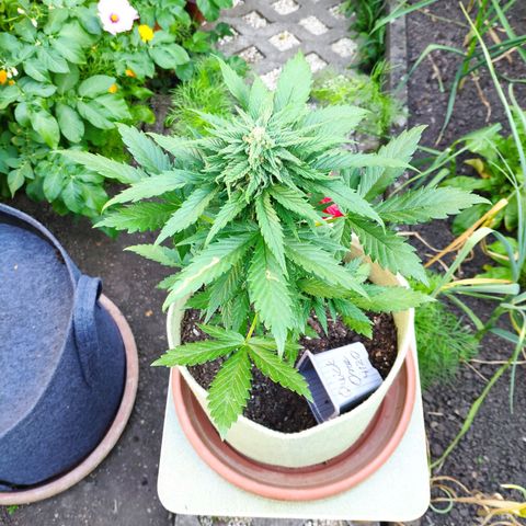 Quick One Royal Queen Seeds growlog timeline photo