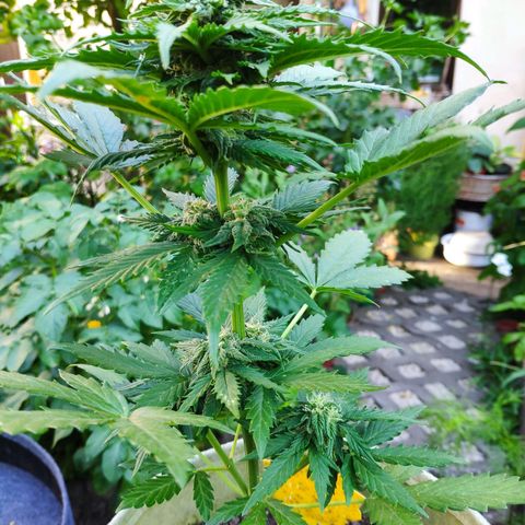 Quick One Royal Queen Seeds growlog timeline photo