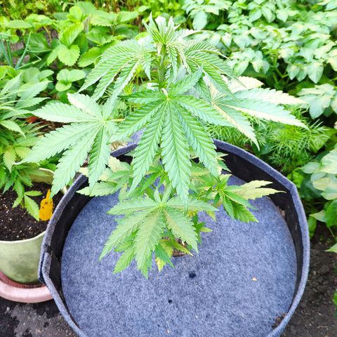 Purple Cookie Kush Sensi Seeds  growlog timeline photo