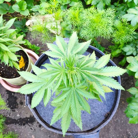 Purple Cookie Kush Sensi Seeds  growlog timeline photo