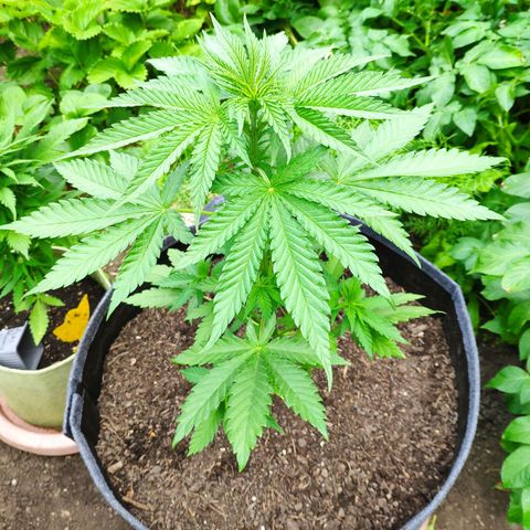 Purple Cookie Kush Sensi Seeds  growlog timeline photo